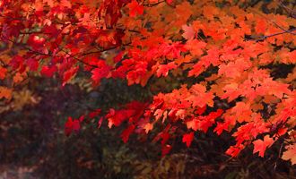 Red Maple in autumn