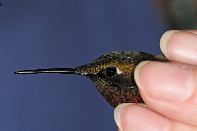 male Ruby-throated Hummingbird