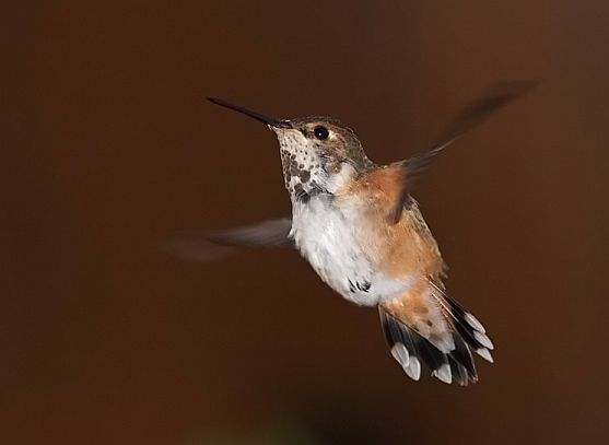 adult female Rufous Hummingbird, Nov 22, 2007 © Paul Pratt