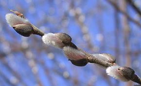 pussy willow, © P Pratt