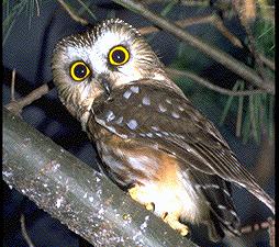 N. Saw-whet Owl by Jim Flynn