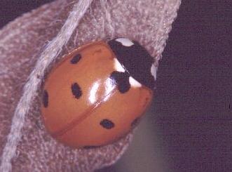 Seven-spotted Lady Beetle