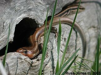 Five-lined Skinks, photo by Russ Jones