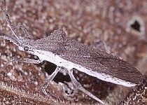 euphorbia bug