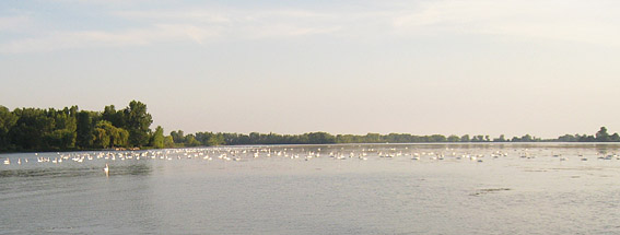 Mute Swans along Detroit River - Sept 3, 2009