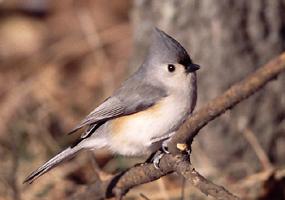 Tufted Titmice have become much more common over the past 20 years in Windsor.