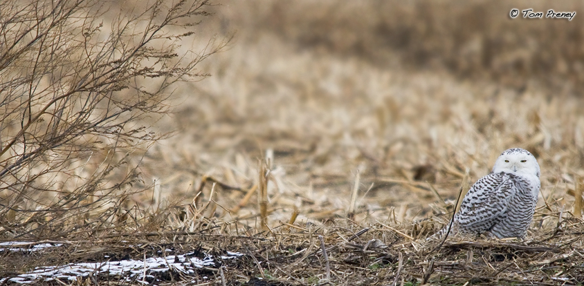 Snowy Owl. photo by Tom Preney