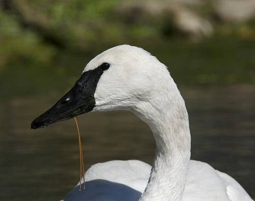 Trumpeter Swan, Oct 21, 2007 © PD Pratt