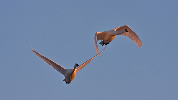 photo of flying Tundra Swans at dusk © PD Pratt