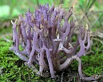 Violet-branched Coral