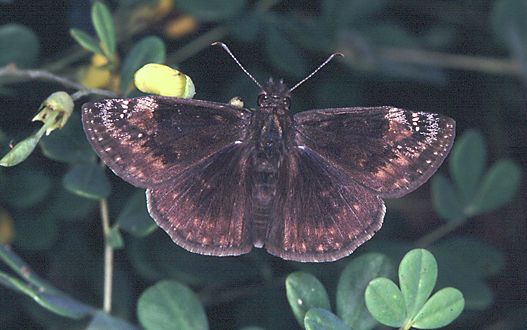 Wild Indigo Duskywing image