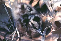 baby American Woodcock