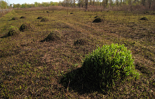 image of conspicuous ant mounds 12 days after prescribed burn in nature reserve