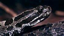 E Massasauga Rattlesnake (click for full size image)