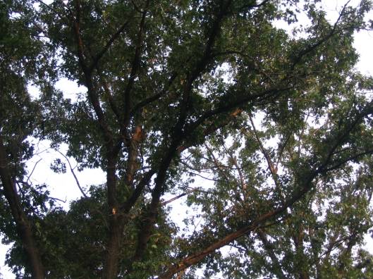 canopy of Black Oaks
