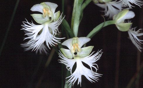 Eastern Prairie White-fringed Orchid blooms at month's end