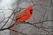 photo of male Northern Cardinal