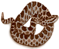 Eastern Massasauga Rattlesnake