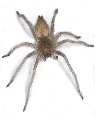 spider image (link to Spiders)
