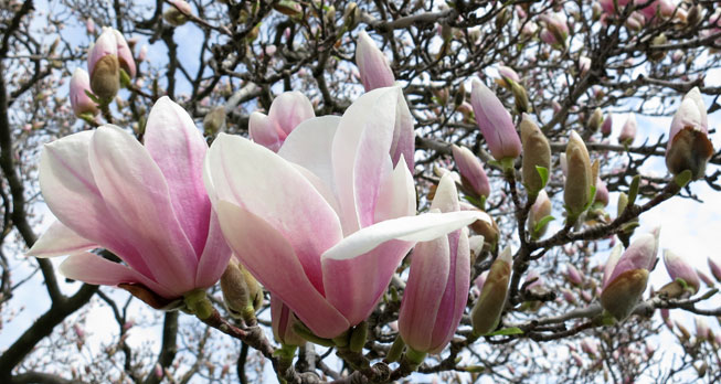 star magnolia in bloom on March 20, 2012 photo © Paul Pratt