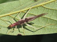 Two-spotted Tree-cricket